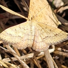 Scopula rubraria (Reddish Wave, Plantain Moth) at Reservoir Hill, Lawson - 10 Feb 2023 by trevorpreston
