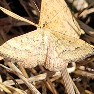 Scopula rubraria at Lawson, ACT - 11 Feb 2023