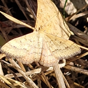 Scopula rubraria at Lawson, ACT - 11 Feb 2023