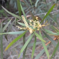 Acacia obtusifolia (Blunt-leaf Wattle) at Coolumburra, NSW - 9 Feb 2023 by plants