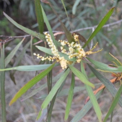 Acacia obtusifolia (Blunt-leaf Wattle) at Coolumburra, NSW - 9 Feb 2023 by plants