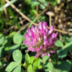 Trifolium pratense (Red Clover) at Lawson, ACT - 10 Feb 2023 by trevorpreston