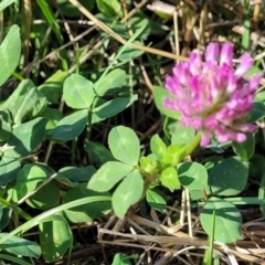 Trifolium pratense at Lawson, ACT - 11 Feb 2023 09:42 AM