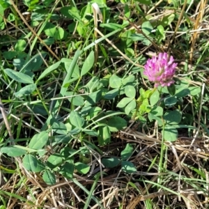 Trifolium pratense at Lawson, ACT - 11 Feb 2023 09:42 AM