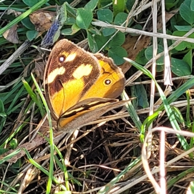 Heteronympha merope (Common Brown Butterfly) at Reservoir Hill, Lawson - 10 Feb 2023 by trevorpreston