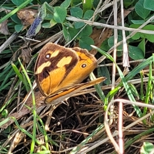 Heteronympha merope at Lawson, ACT - 11 Feb 2023