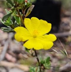 Hibbertia obtusifolia (Grey Guinea-flower) at Namadgi National Park - 3 Feb 2023 by RobG1