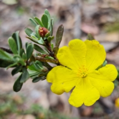 Hibbertia obtusifolia at Mount Clear, ACT - 3 Feb 2023