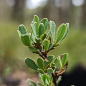 Hibbertia obtusifolia at Mount Clear, ACT - suppressed