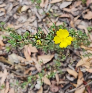 Hibbertia obtusifolia at Mount Clear, ACT - 3 Feb 2023