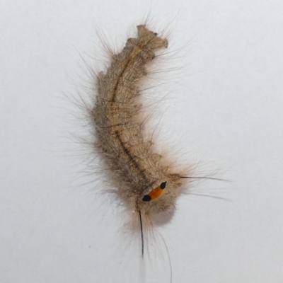 Lasiocampidae (family) immature (Lappet & Snout Moths) at O'Connor Ridge to Gungahlin Grasslands - 4 Feb 2023 by Birdy