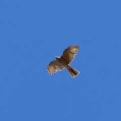 Accipiter cirrocephalus (Collared Sparrowhawk) at Wollogorang, NSW - 4 Feb 2023 by Liam.m