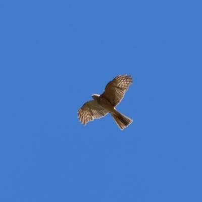 Accipiter cirrocephalus (Collared Sparrowhawk) at Wollogorang, NSW - 4 Feb 2023 by Liam.m