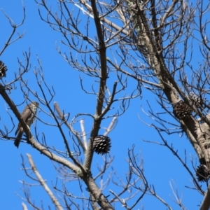 Tachyspiza cirrocephala at Wollogorang, NSW - suppressed