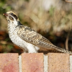 Eudynamys orientalis at Palmerston, ACT - 10 Feb 2023 07:05 PM