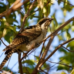 Eudynamys orientalis at Palmerston, ACT - 10 Feb 2023 07:05 PM