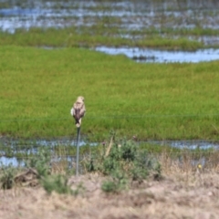 Haliastur sphenurus (Whistling Kite) at Breadalbane, NSW - 4 Feb 2023 by Liam.m