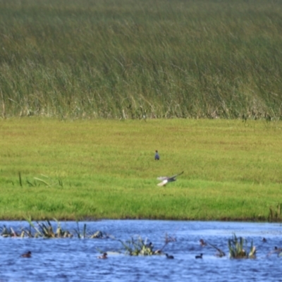 Circus approximans (Swamp Harrier) at Breadalbane, NSW - 4 Feb 2023 by Liam.m