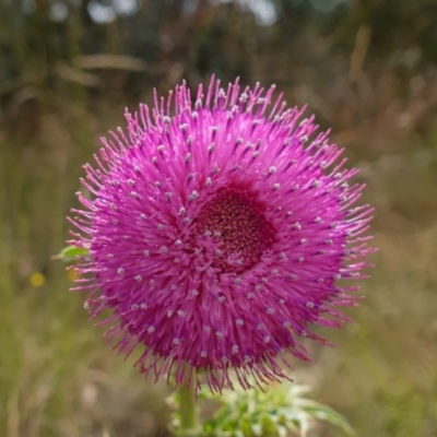 Carduus nutans (Nodding Thistle) at Mount Clear, ACT - 3 Feb 2023 by RobG1