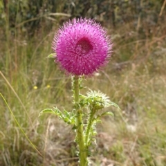 Carduus nutans at Mount Clear, ACT - 3 Feb 2023