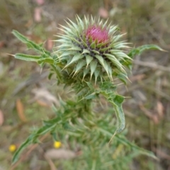 Carduus nutans at Mount Clear, ACT - 3 Feb 2023