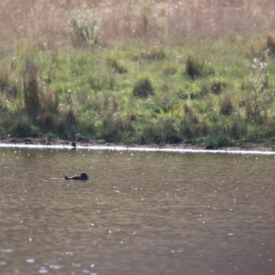 Biziura lobata (Musk Duck) at Bungendore, NSW - 10 Feb 2023 by Liam.m