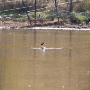 Podiceps cristatus at Bungendore, NSW - 10 Feb 2023