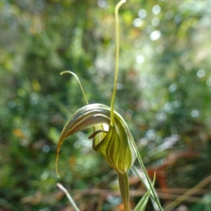 Diplodium aestivum at Cotter River, ACT - 4 Feb 2023