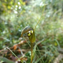 Diplodium aestivum at Cotter River, ACT - 4 Feb 2023