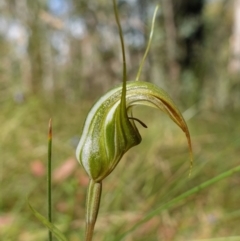 Diplodium aestivum at Cotter River, ACT - 4 Feb 2023