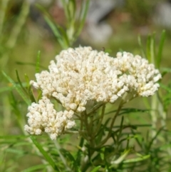 Cassinia aculeata subsp. aculeata (Dolly Bush, Common Cassinia, Dogwood) at Namadgi National Park - 3 Feb 2023 by RobG1