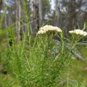 Cassinia aculeata subsp. aculeata at Cotter River, ACT - 4 Feb 2023