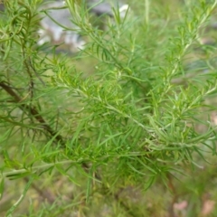 Cassinia aculeata subsp. aculeata at Cotter River, ACT - suppressed