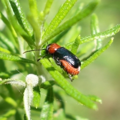 Aporocera (Aporocera) cyanipennis (Leaf beetle) at Cotter River, ACT - 4 Feb 2023 by RobG1