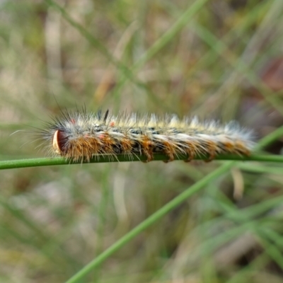 Anthela acuta at Namadgi National Park - 4 Feb 2023 by RobG1