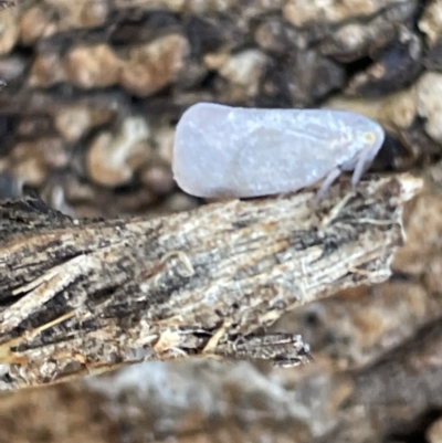 Anzora unicolor (Grey Planthopper) at Casey, ACT - 11 Feb 2023 by Hejor1