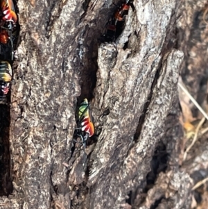 Dindymus versicolor at Casey, ACT - 11 Feb 2023 10:15 AM