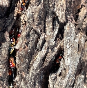 Dindymus versicolor at Casey, ACT - 11 Feb 2023 10:15 AM