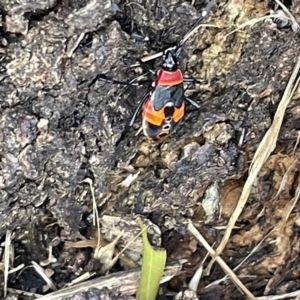 Dindymus versicolor at Casey, ACT - 11 Feb 2023 10:15 AM