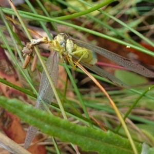 Mantidae (family) adult or nymph at Cotter River, ACT - suppressed