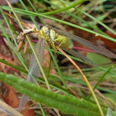 Mantodea (order) at Cotter River, ACT - 4 Feb 2023 by RobG1