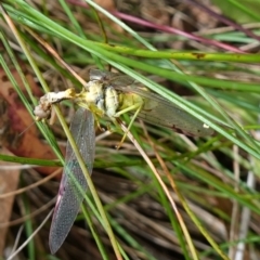 Mantidae (family) adult or nymph at Cotter River, ACT - suppressed