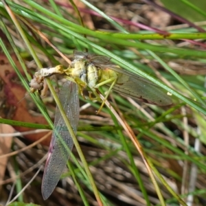 Mantidae (family) adult or nymph at Cotter River, ACT - suppressed