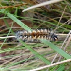 Anthela (genus) immature (Unidentified Anthelid Moth) at Cotter River, ACT - 4 Feb 2023 by RobG1