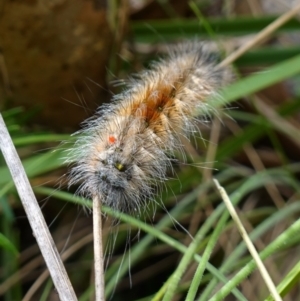 Anthela (genus) immature at Cotter River, ACT - 4 Feb 2023