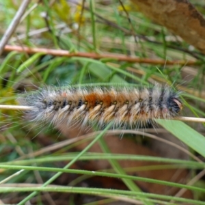 Anthela (genus) immature at Cotter River, ACT - 4 Feb 2023