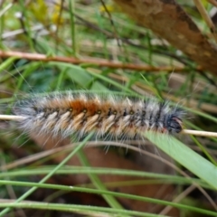 Anthela (genus) immature at Cotter River, ACT - suppressed