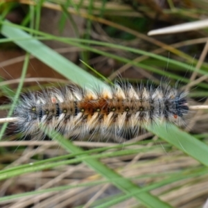 Anthela (genus) immature at Cotter River, ACT - suppressed