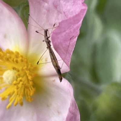 Chinoneides tasmaniensis (Stilt bug) at Canberra, ACT - 8 Feb 2023 by Hejor1