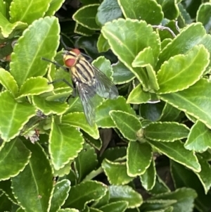 Oxysarcodexia varia at Canberra, ACT - 8 Feb 2023 05:30 PM